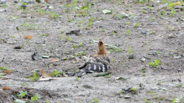 Pássaro Hoopoe Comum Épocas Upupa Estão Procurando Insetos Chão Natureza — Vídeo de Stock