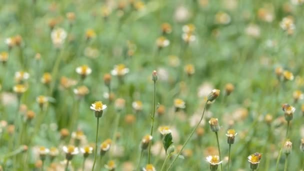 Veel Kleine Witte Bloem Achtertuin Zomer — Stockvideo