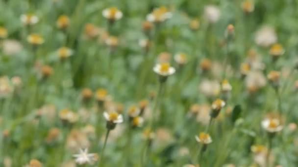 Багато Маленької Білої Квітки Задньому Дворі Влітку — стокове відео