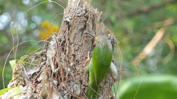 リニアされたバーベット鳥 メガライマリネタータ 食べ物のための昆虫を見つける木を貫通しています — ストック動画