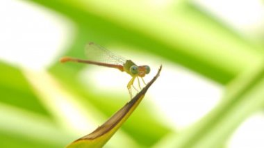 Yaz aylarında arka bahçesinde yaprak üzerinde Dragonfly dinlenme. 