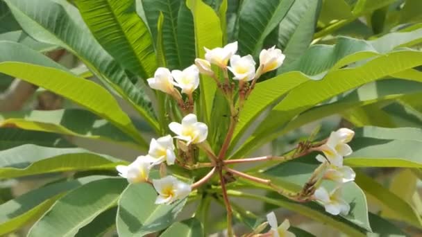 Evergreen Frangipani Graveyard Flowers Pagoda Tree Temple Tree Backyard Summer — Stock Video