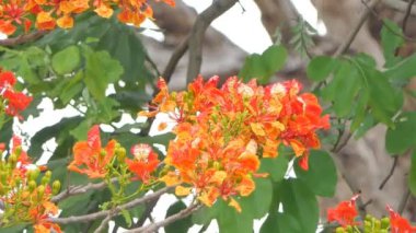 Gösterişli ağacın kırmızı çiçeği, Alev Ağacı, yazın topikal yağmur ormanında. 
