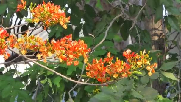 Flor Vermelha Árvore Flamboyant Flame Tree Floresta Tropical Tópica Verão — Vídeo de Stock