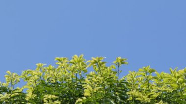 Tropikal yağmur ormanlarında ağaç tepelerinde ve mavi gökyüzü arka planlar.
