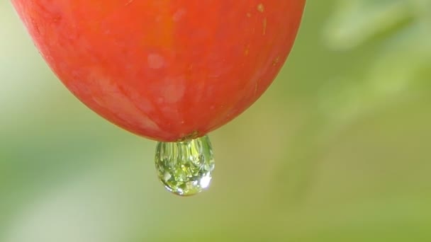 Rosée Sur Les Fruits Rouges Gourde Lierre Matin — Video