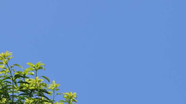 Photo Dolly Cime Des Arbres Ciel Bleu Dans Forêt Tropicale — Video