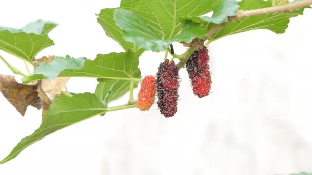 Mulberry on tree in orchard of rural at Thailand. — Stock Footage Mulberry Tree Orchard Rural Thailand Video Clip