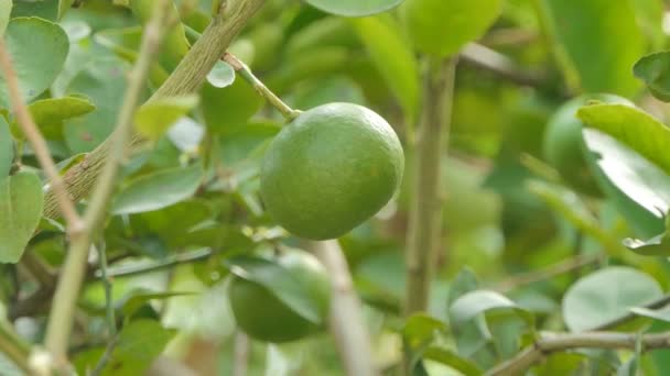 Tayland Kırsal Meyve Bahçesinde Ağaç Limon Meyve — Stok video