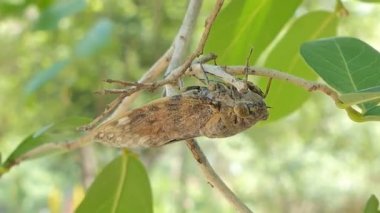 Tropikal yağmur ormanlarında yeşil yaprak üzerinde Cicada.
