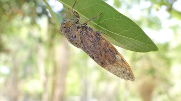 Cicada Zeleném Listu Tropickém Deštním Lese — Stock video