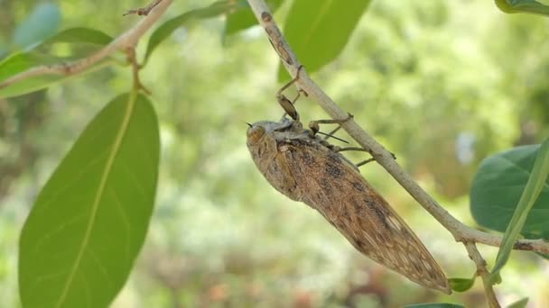 Cicada Zeleném Listu Tropickém Deštním Lese — Stock video