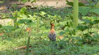 Doğada ortak Hoopoe kuş (Upupa epops).