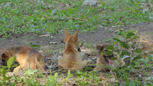Three Puppies Dog Sitting Garden — Stock Video