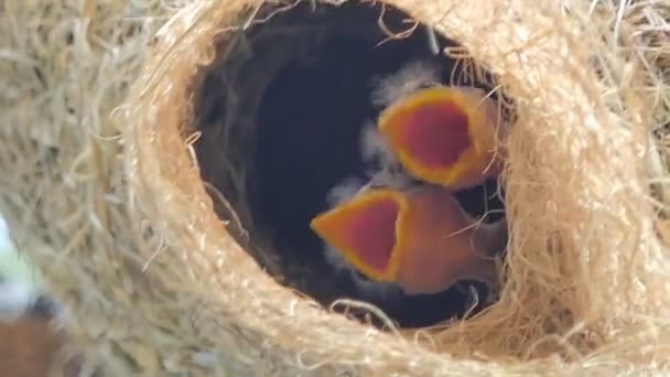 Flapper Des Asiatischen Goldwebers Ploceus Hypoxanthus Nest Auf Einem Hohen — Stockvideo