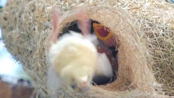 Flapper Van Aziatische Gouden Wever Ploceus Hypoxanthus Nest Hoge Boom — Stockvideo