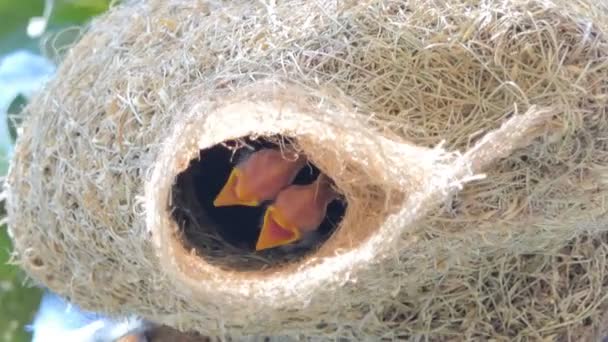 高い木の巣のアジアのゴールデンウィーバー プロセウス ポプキサンサス のフラッパー 母鳥に餌をやるのを待ってる — ストック動画