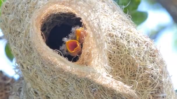 高い木の巣のアジアのゴールデンウィーバー プロセウス ポプキサンサス のフラッパー 母鳥に餌をやるのを待ってる — ストック動画