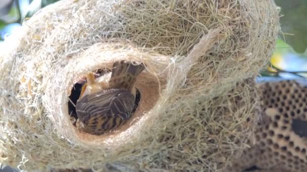 高い木の巣のアジアのゴールデンウィーバー プロセウス ポプキサンサス のフラッパー 母鳥に餌をやるのを待ってる — ストック動画