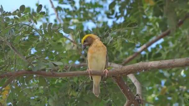 Tessitore Oro Asiatico Ploceus Hypoxanthus Ramo Nella Foresta Pluviale Tropicale — Video Stock