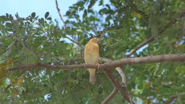 Tessitore Oro Asiatico Ploceus Hypoxanthus Ramo Nella Foresta Pluviale Tropicale — Video Stock