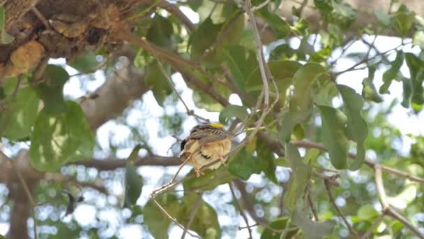 Tejedor Oro Asiático Ploceus Hypoxanthus Rama Selva Tropical — Vídeo de stock