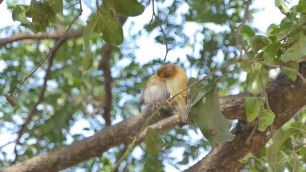 Asijský Zlatý Tkadlec Ploceus Hypoxanthus Větvi Tropickém Deštním Lese — Stock video