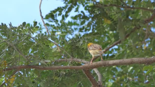 Tessitore Oro Asiatico Ploceus Hypoxanthus Ramo Nella Foresta Pluviale Tropicale — Video Stock