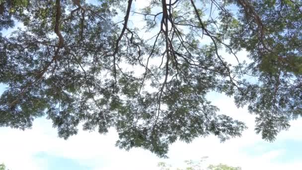 Árbol Gran Árbol Bosque Vista Gusano — Vídeo de stock