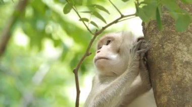 Maymun (Makak rhesus) karışık yaprak döken ormanda ağaç üzerinde oturan
