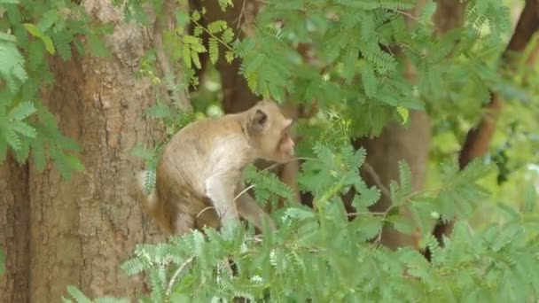 Μαϊμού Macaque Rhesus Καθισμένος Πάνω Στο Δέντρο Ανάμεικτα Δάση Φυλλοβόλων — Αρχείο Βίντεο
