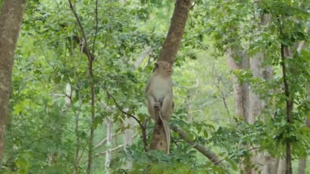 Singe Macaque Rhésus Assis Sur Arbre Dans Une Forêt Mixte — Video