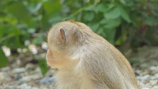 Singe Macaque Rhésus Assis Sur Arbre Dans Une Forêt Mixte — Video