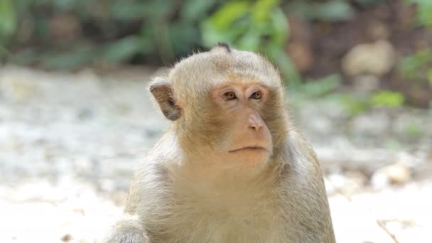 Aap Macaque Rhesus Zittend Boom Gemengde Bladverliezend Bos — Stockvideo