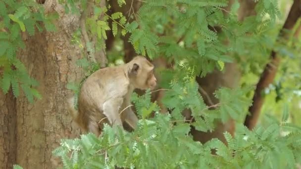 Mono Macaque Rhesus Sentado Árbol Bosque Caducifolio Mixto — Vídeos de Stock