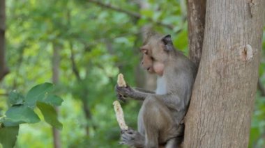 Maymun (Makak rhesus) karışık yaprak döken ormanda ağaç üzerinde oturan