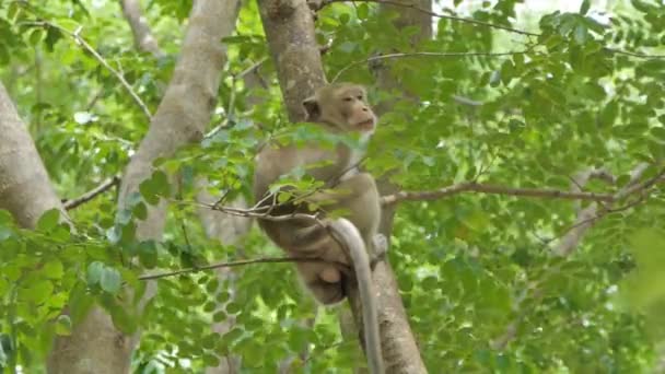 Mono Macaque Rhesus Sentado Árbol Bosque Caducifolio Mixto — Vídeos de Stock