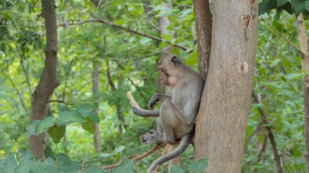 Scimmia Macaque Rhesus Seduta Sull Albero Nella Foresta Decidua Mista — Video Stock