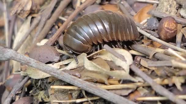 Milípede Comprimidos Glomeris Marginata Enrolada Desenrolada Posição Defensiva Floresta Tropical — Vídeo de Stock