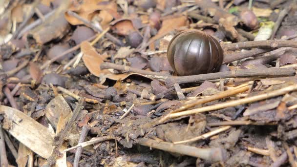 Pillola Millepiedi Glomeris Marginata Arricciata Dispiegata Dalla Posizione Difensiva Nella — Video Stock