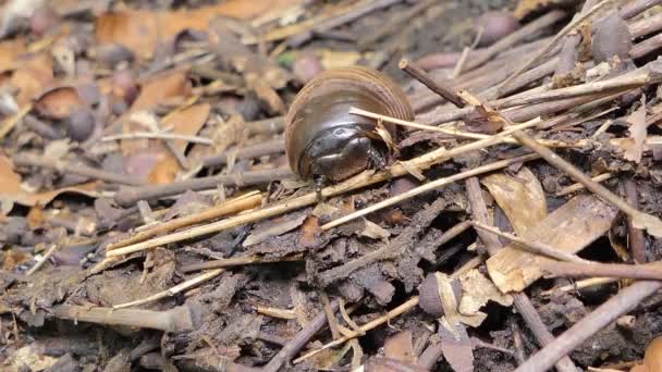 Milípede Comprimidos Glomeris Marginata Enrolada Desenrolada Posição Defensiva Floresta Tropical — Vídeo de Stock