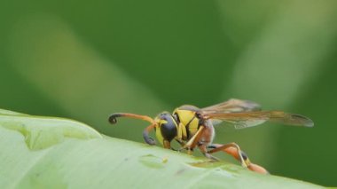 Tropik yağmur ormanlarında muz yaprağı üzerinde wasp (Hymenoptera).