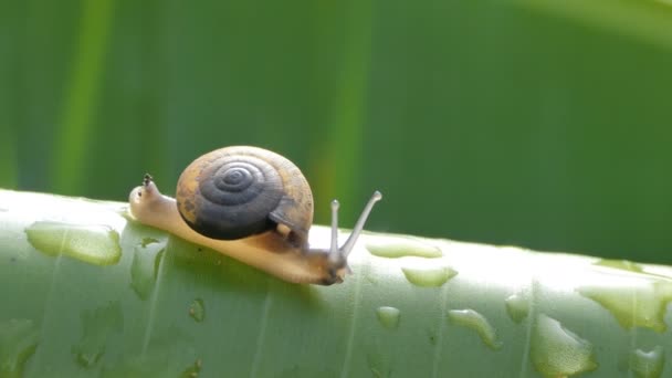 Snail Crawling Banana Leaf Tropical Rain Forest — Stock Video