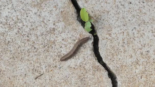 Çimento Zeminde Sümüklü Böcek Semperula Siamensis — Stok video