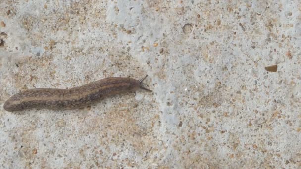 Slug Semperula Siamensis Chão Cimento — Vídeo de Stock