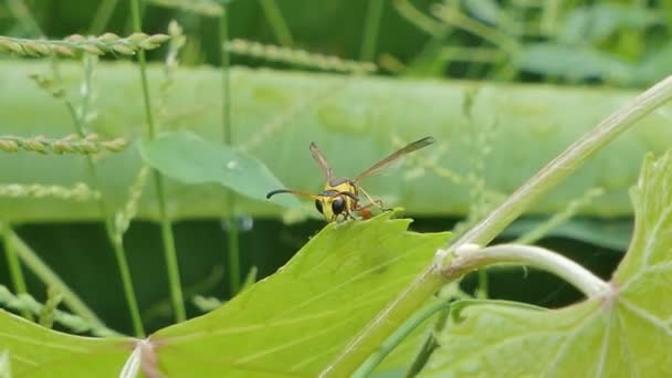 Σφήκα Hymenoptera Στο Φύλλο Μπανάνα Τροπικό Δάσος Της Βροχής — Αρχείο Βίντεο