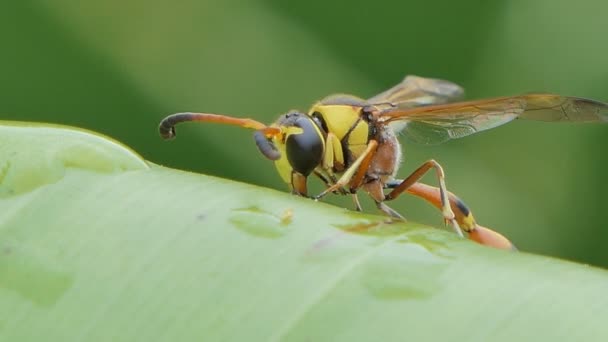 Vespa Hymenoptera Folha Banana Floresta Tropical — Vídeo de Stock
