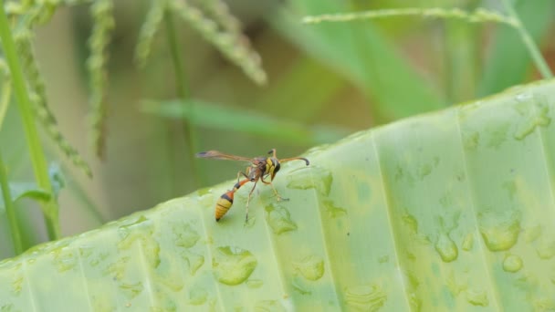 Avispa Hymenoptera Sobre Hoja Plátano Selva Tropical — Vídeo de stock