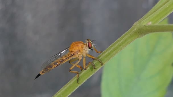 Rånare Flyga Asilidae Gren Tropisk Regnskog — Stockvideo