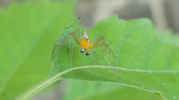 Αράχνη Φύλλα Στο Τροπικό Δάσος Της Βροχής — Αρχείο Βίντεο